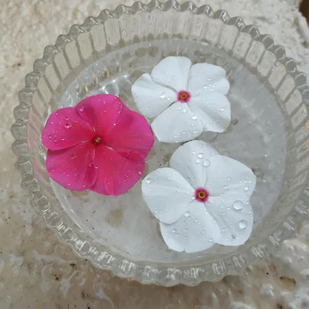 Spiros Sea View Han *